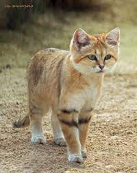 The Sand Cat Gato De Las Arenas De Arabia Small Wild Cats Sand Cat Cats