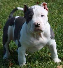 We did not find results for: Pin On American Bullies