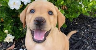 Our labrador retriever puppies for sale come from either usda licensed commercial breeders or hobby breeders with no more than 5 breeding mothers. Labrador Retriever For Sale Home Facebook