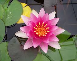 Check spelling or type a new query. Plante Aquatique Jardin D Eau Nenuphar Les Grands Jardins De Laval