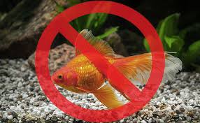 10 Reasons Why Your Betta Fish Lay At The Bottom Of The Tank