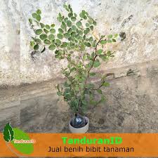 Check spelling or type a new query. Tanaman Pohon Bidara Arab Media Ruqyah Shopee Indonesia