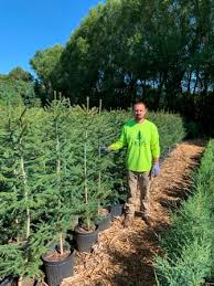 These visually dramatic plants grow well in u.s. Norway Spruce Windbreak Trees