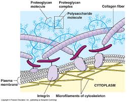 One vital part of an animal cell is the nucleus. Topic 1 3 Membrane Structure Amazing World Of Science With Mr Green