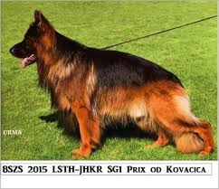 80 german shepherd growth chart talareagahi com