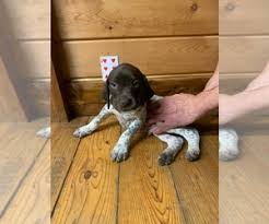 The price of gsps largely depends on their breeder's reputation, their pedigree and their level of training and socialization. Puppyfinder Com German Shorthaired Pointer Puppies Puppies For Sale Near Me In North Carolina Usa Page 1 Displays 10