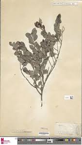Image result for Mystroxylon aethiopicum