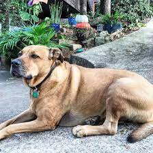 Grey rhodesian ridgeback pitbull mix. 40 Of The Best Pitbull Mixes We Adore K9 Web