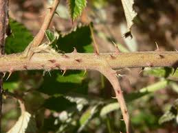Image result for Rubus rigidus
