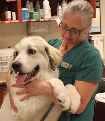 Maybe you would like to learn more about one of these? Do Kittens Sleep A Lot When They Are Growing