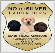 Sire is a beautiful black lab that is. About Us Tiger Rose Labradors