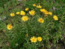 Image result for Pentanema indicum