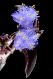 Image result for Cyanotis caespitosa