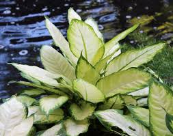Dieffenbachia House Plant Camille Plants Plant Care House Plant Care