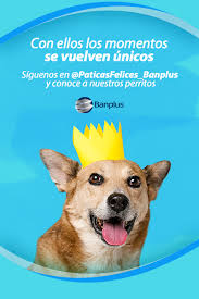 ***día mundial del perro sin raza*** 28 de mayo. El Estimulo Banplus Abre Patitas Felices Programa De Adopcion De Perros En Situacion De Calle