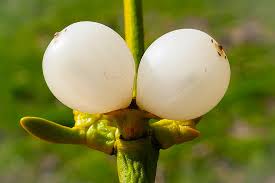 Image result for Santalaceae