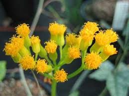 Image result for Kleinia abyssinica