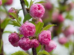 Image result for mandloň trojlaločná