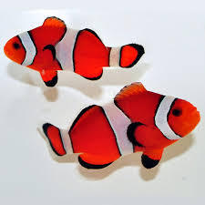Image result for clownfish