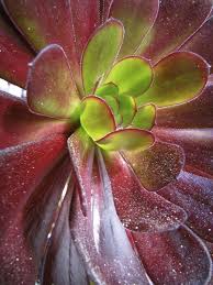 Check spelling or type a new query. Succulent Red And Green Leaves Plant Free Stock Photos In Jpeg Jpg 2736x3648 Format For Free Download 2 85mb