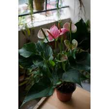 Check spelling or type a new query. Anthurium Pink Indoor Flower Plant With Pot Shopee Malaysia