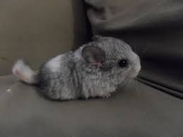 Each of our chins must pass our healthy chinchilla health inspection before going to their new homes. Baby Chinchilla For Sale Near Me