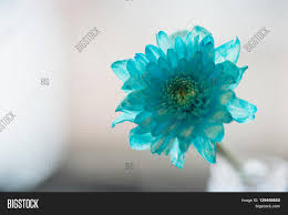 We did not find results for: Blue Daisy Flower Navy Image Photo Free Trial Bigstock