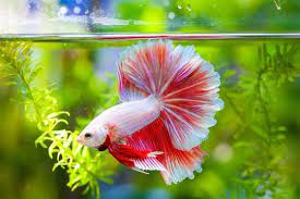 Betta fish are an excellent option for a home or office aquarium. Care Guide For Betta Fish The Best Pet Fish For Beginners Aquarium Co Op