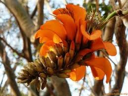 Image result for Hippocratea parviflora