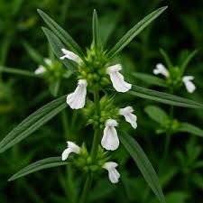 Image result for Leucas capensis