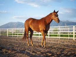 10 Best Horse Breeds For First Time Owners And Riders