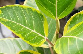 Image result for Ficus tesselata