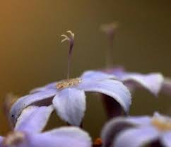 Image result for Pentanisia sykesii