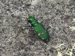 Image result for Nidorella burundiensis