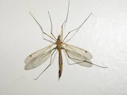 A cosa servono le zanzare? A Cosa Servono Le Zanzare Sapere It