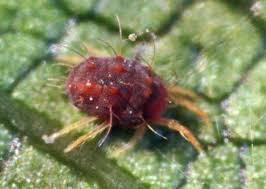 Image result for red mite