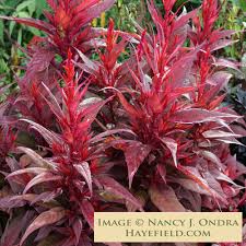 Image result for Celosia pandurata