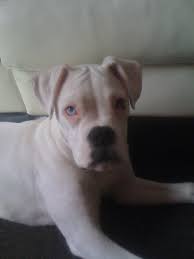Question About White Boxers With The Eyes That Look White And Blue Boxer Breed Dog Forums