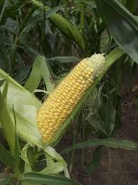 Image result for Zea mays