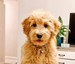 To ensure your pup fits into a home with allergies, look for an f1b mix. F1b Labradoodle Puppies For Sale California The Y Guide
