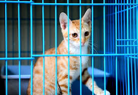 Sebagai contoh tempat tidur kucing, pohon kucing, bahkan mainan. Ingin Kandang Kucing Kesayangan Makin Nyaman Ini Dia 10 Rekomendasi Aksesori Kucing Yang Bisa Jadi Pilihan