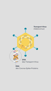 Moderna, pfizer and biontech are all using mrna, where johnson & johnson is using an adenovirus to deliver the dna which then gets made into mrna which then makes the protein that our bodies will. Was Kann Der Vektorimpfstoff Von Johnson Johnson