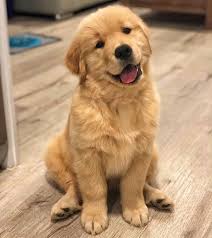 Comment Eduquer Son Chien En Seulement 15 Mins Par Jour Petohaku A Pour But De Vous Donner Tous Les Outils Pour Chiots Les Plus Mignons Fille Et Chien Chien