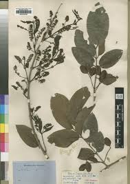 Image result for Combretum cinereopetalum