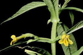 Image result for Adenostemma afrum