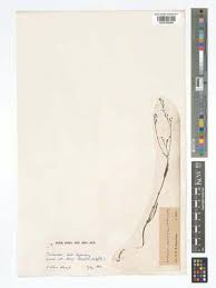 Image result for Kohautia cynanchica