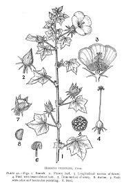 Image result for Hibiscus vitifolius