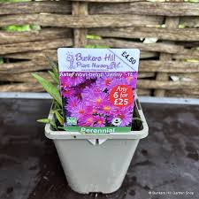 Image result for Asters `Jenny