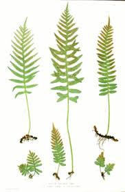 We have ferns for the sun as well as for shade. Pteridomania Wikipedia