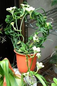 Image result for Ceropegia haygarthii